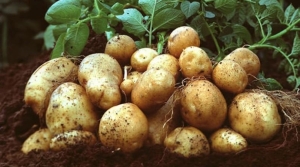 Sonbahar patates beyanları için son tarih 15 Ekim