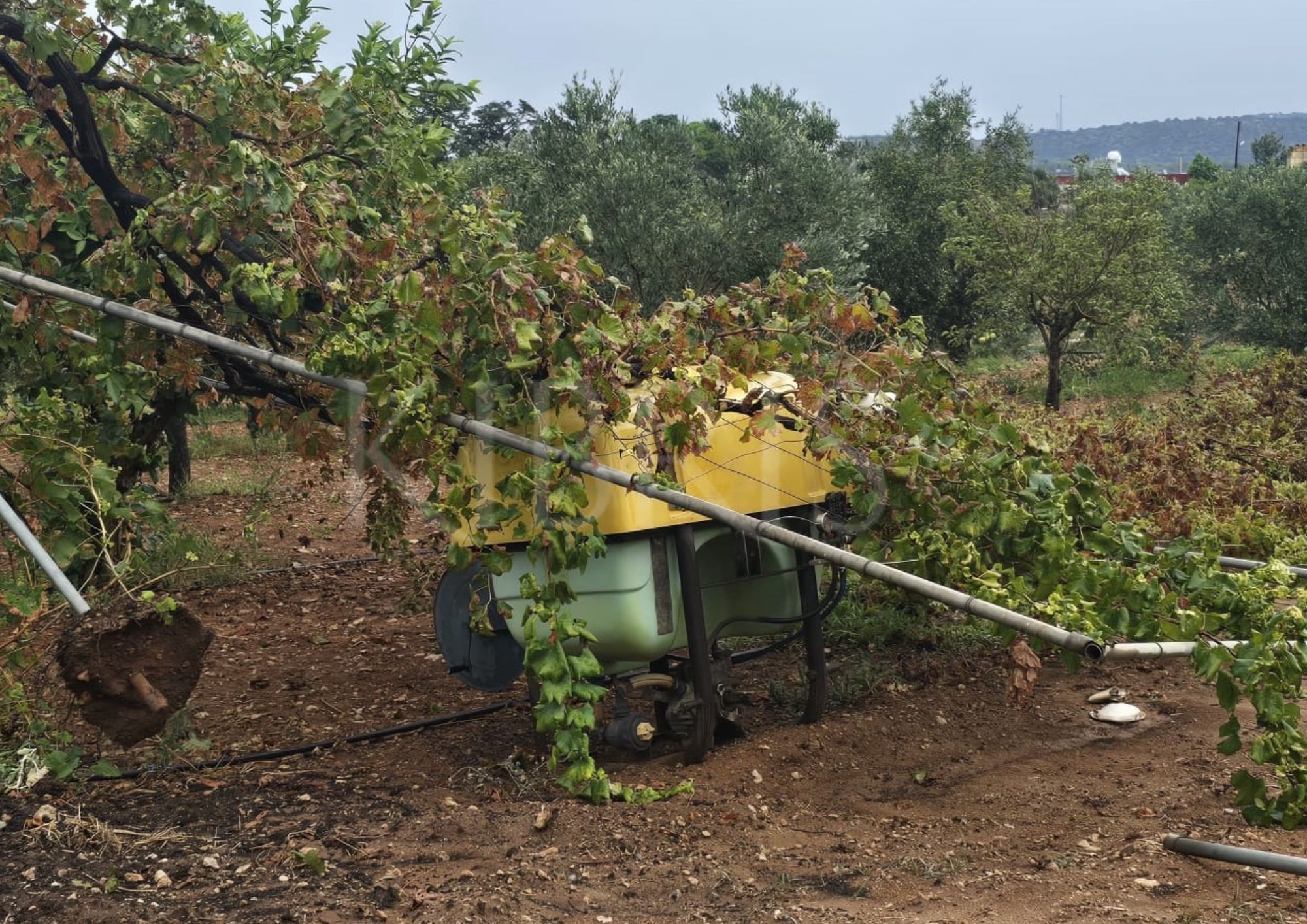 Karpaz’da fırtına ve sağanak yağış hasara yol açtı