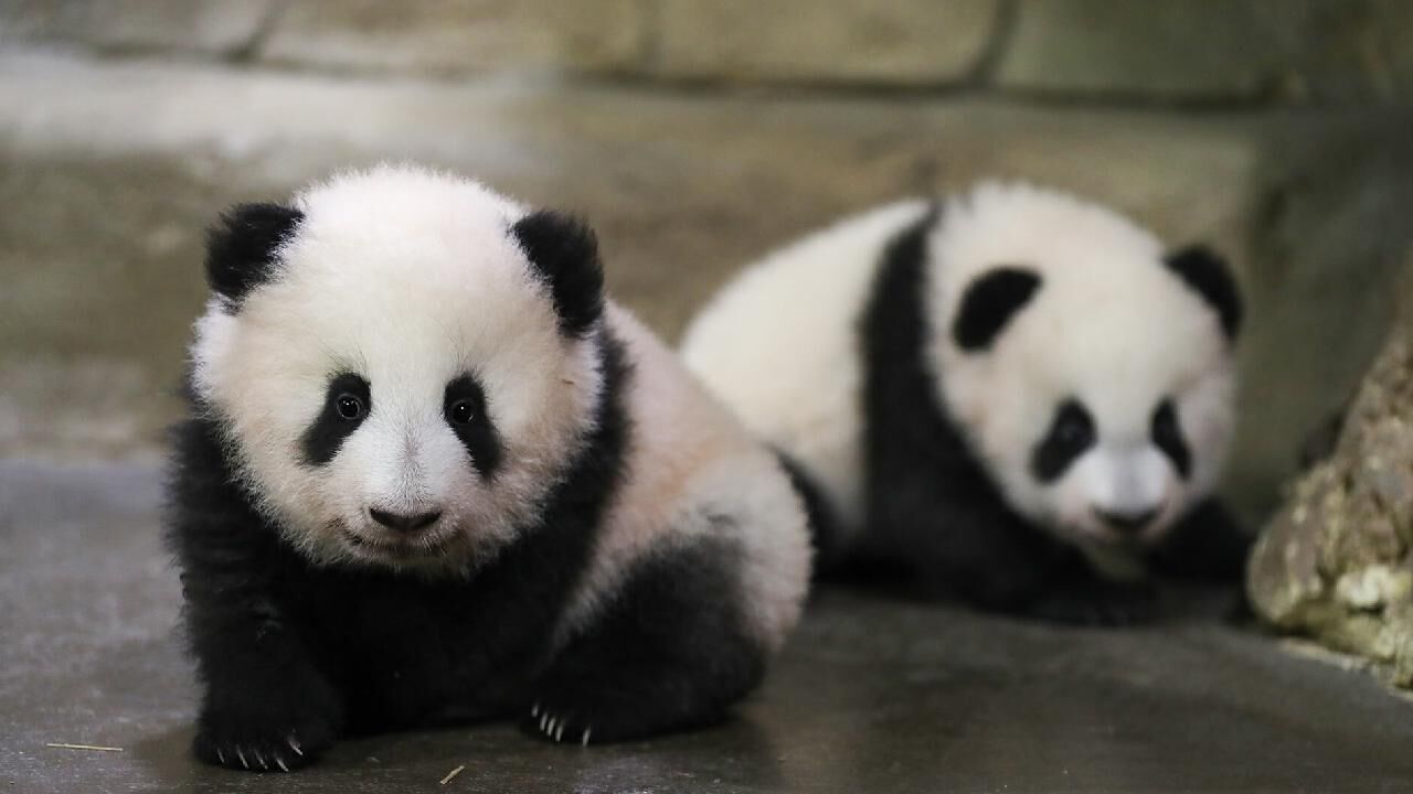 Panda diplomasisi geri döndü: Birkaç gün içinde ulaşacaklar