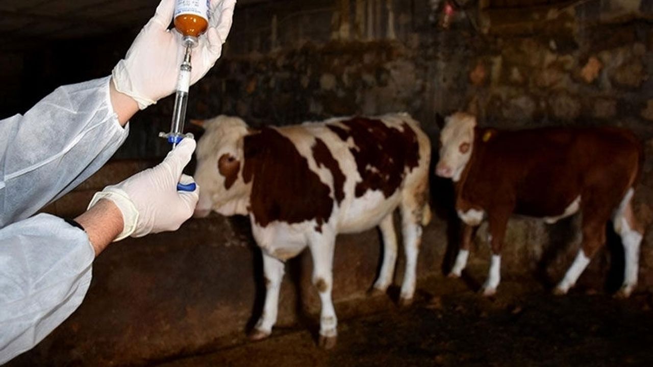 AB Komisyonu’ndan şap hastalığı konusunda tavsiye