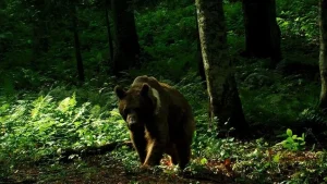 Tokyo’da, gevşetilen kurallar kapsamında ilk kez bir ayı vurularak öldürüldü