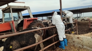 Güney Kıbrıs’ta şap hastalığından etkilenen üreticiler belirsizlik içinde