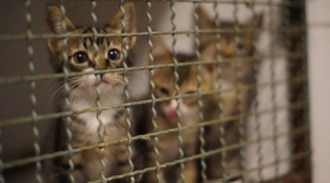 Vietnam’da pişirip yemek için 2 bin 700 kedi çalan çete çökertildi