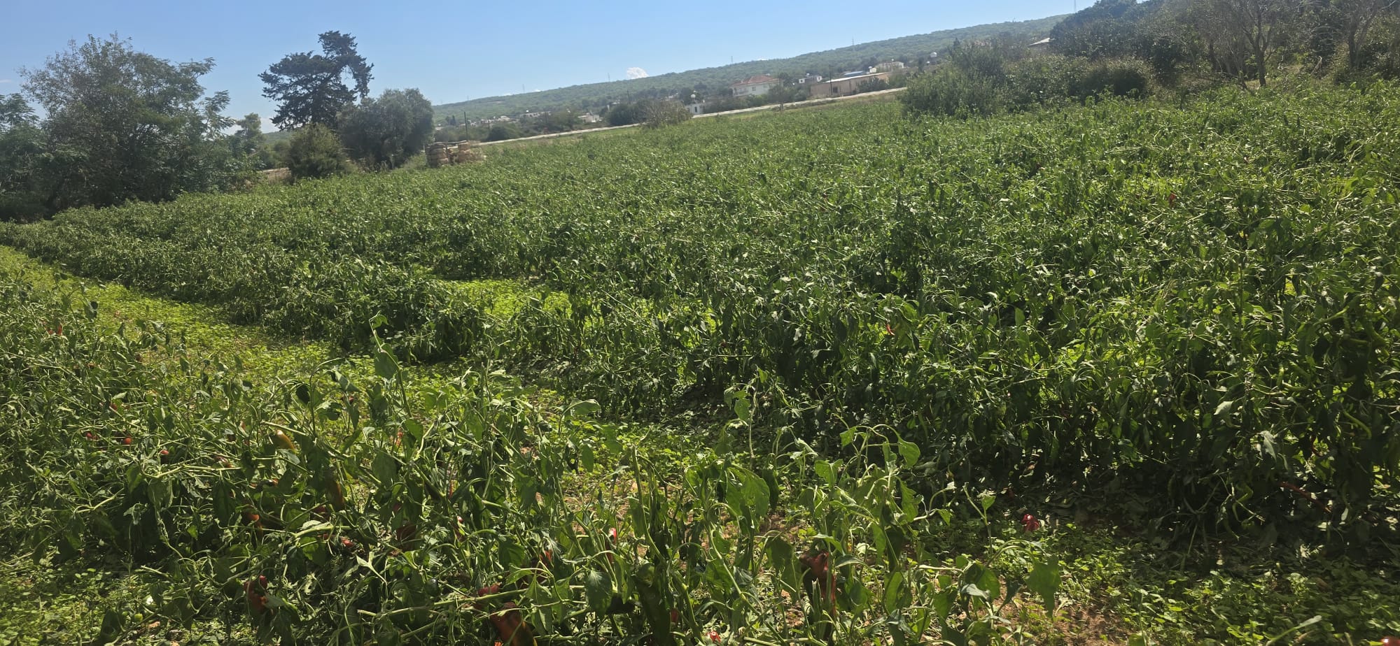 Yeşilköy’de dolu felaketi: Üreticinin zararı milyonlarca lira