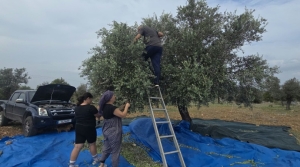 Karpaz’da zeytin hasadı başladı