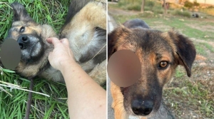 Hamitköy’de sokak köpeklerine yönelik silahlı şiddet: Yetkililere acil çağrı