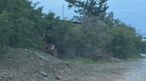 Gaziveren’de kaçak geyik alarmı!