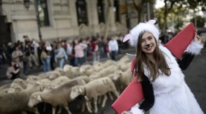 Madrid’in ünlü şenliğinde 1000’den fazla koyun kent merkezinde yürüdü